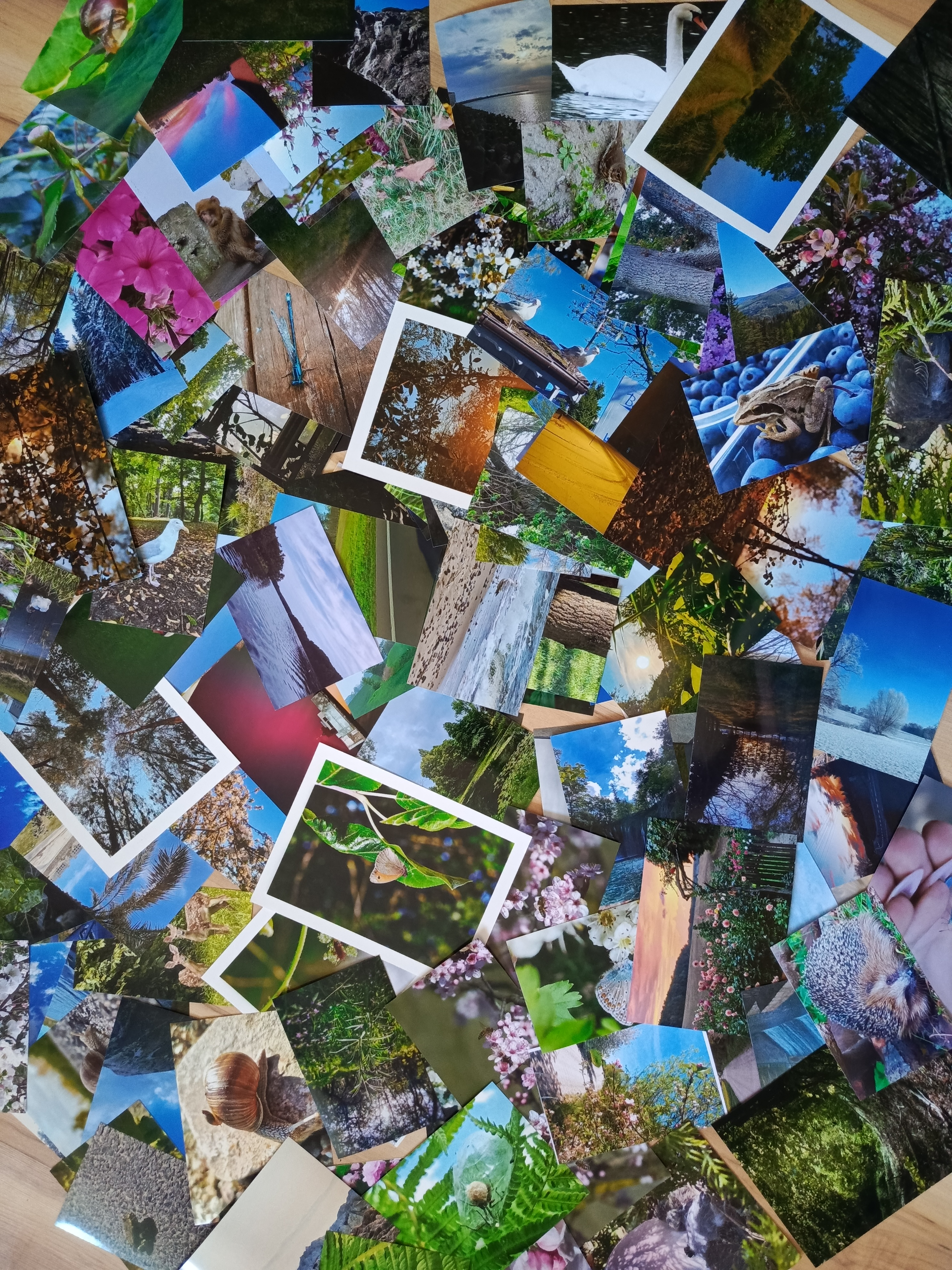 WYNIKI KONKURSU FOTOGRAFICZNEGO  „Sztuka natury”